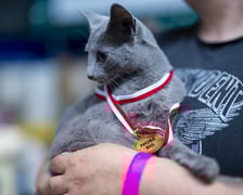 Międzynarodowa wystawa kotów rasowych w hali Orbita we Wrocławiu, 7-8 września 2024